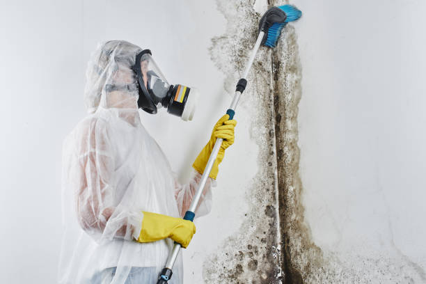 Professional Mold Removal in Hidden Meadows, CA