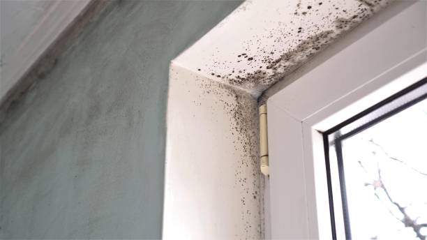 Best Emergency Mold Removal  in Hidden Meadows, CA