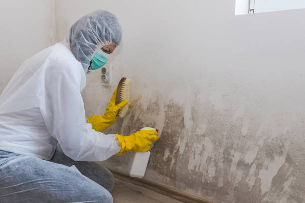 Best Attic Mold Removal  in Hidden Meadows, CA