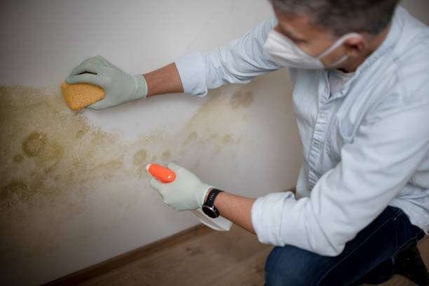 Best Local Mold Removal Service  in Hidden Meadows, CA