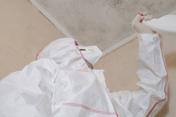 Best Mold Damage Repair  in Hidden Meadows, CA