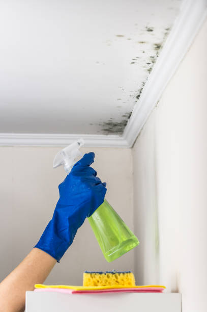 Best Office Mold Removal Services  in Hidden Meadows, CA