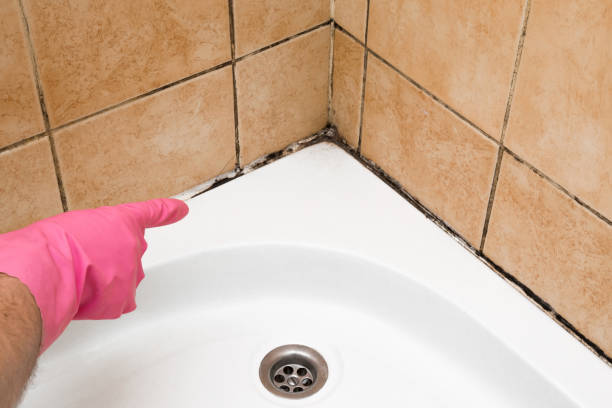 Best Home Mold Removal  in Hidden Meadows, CA