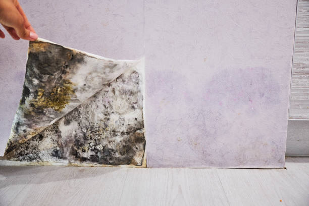 Best Mold Testing  in Hidden Meadows, CA